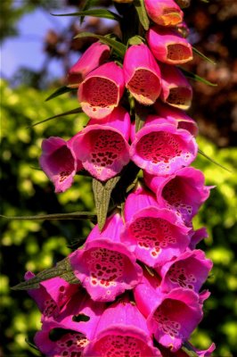 Digitalis 2