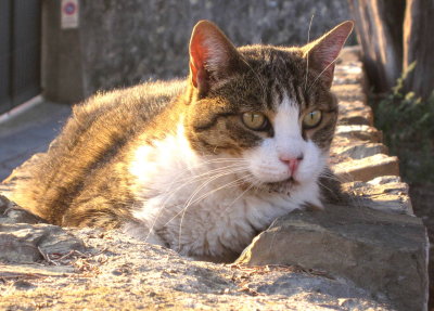 Cat on a Stone Wall
