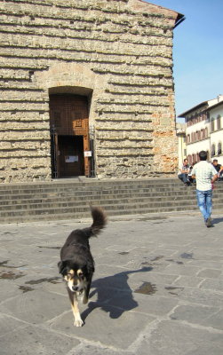 Friendly Dog at San Lorenzo