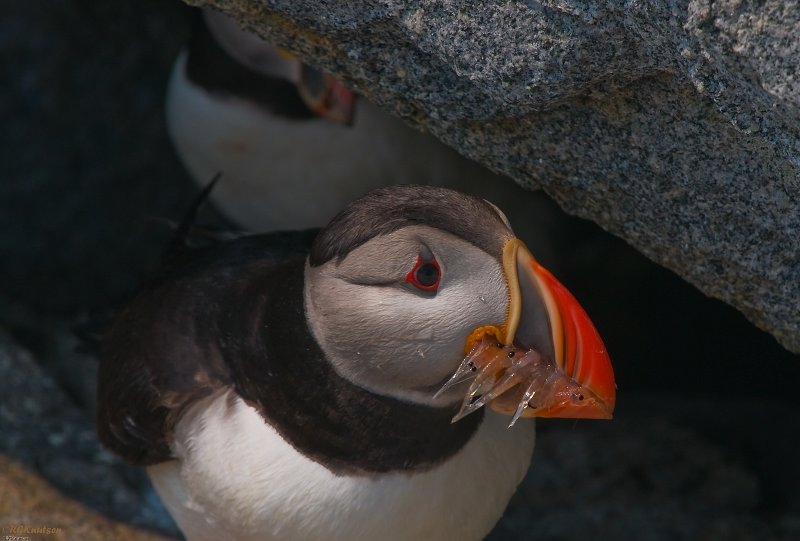 Machias Seal Island - Puffin with shrimp