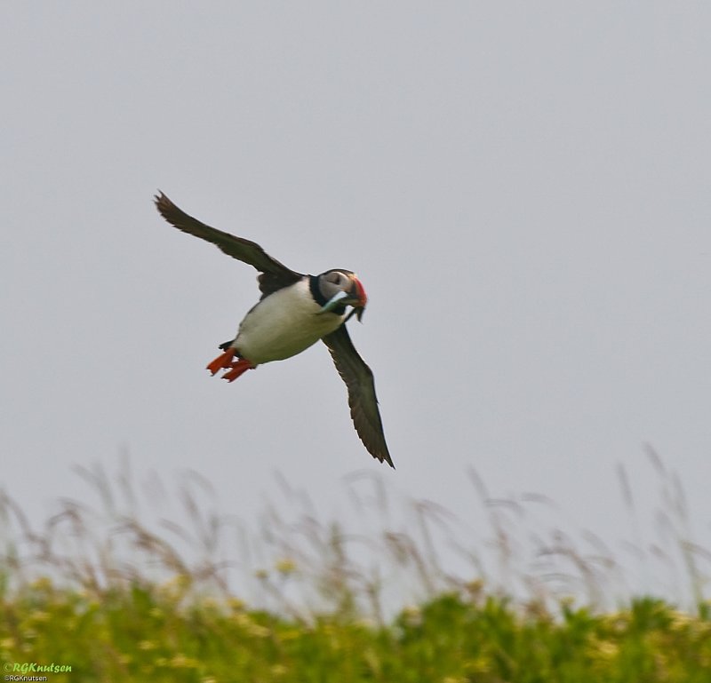 Machias Seal Island - Puffin with sardines