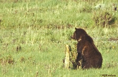 YNP-00060604-2.jpg