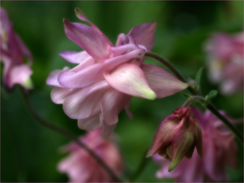 Aquilegia - 1400px x 1050px