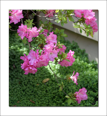 Azalea on the patio