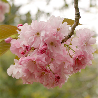 Flowering cherry blossom - Kanzan