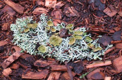 More lichen