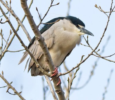 Black-crowned Night Heron