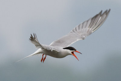 Common Tern