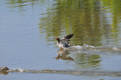 DSC_4618.JPG