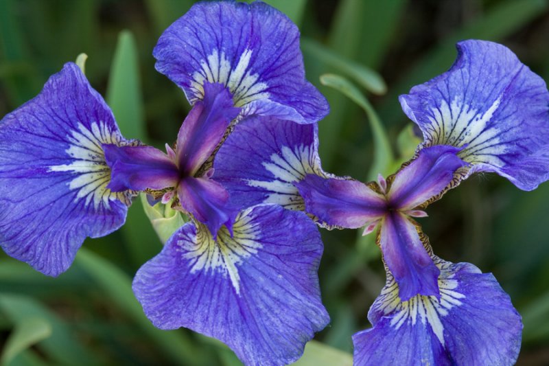 Iris