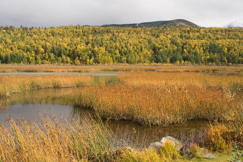 Potter Marsh