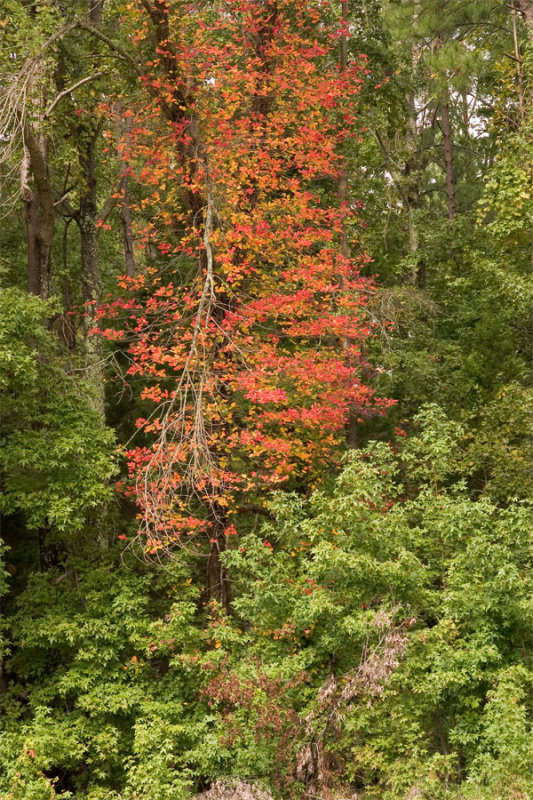 Arrival of Autumn