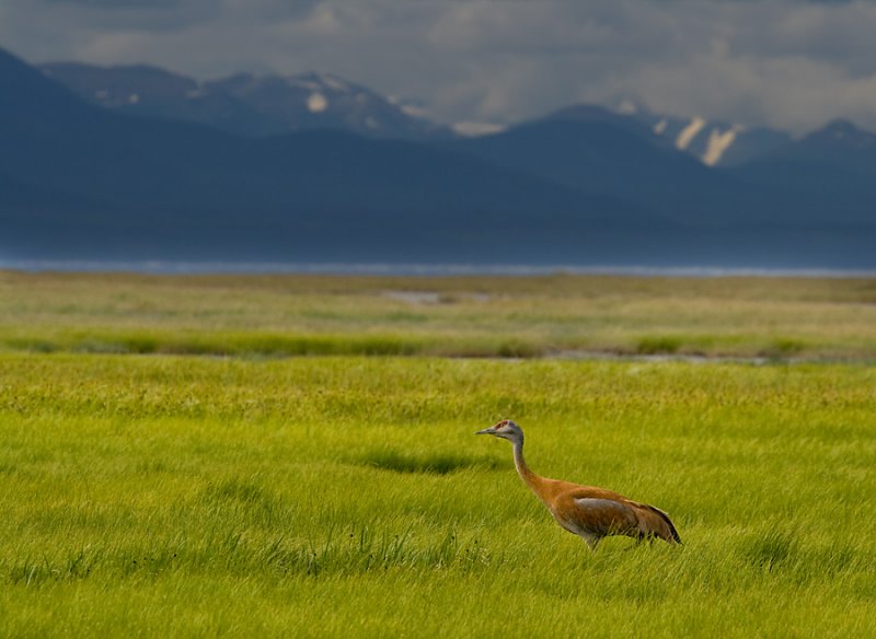 Sandhill Crane