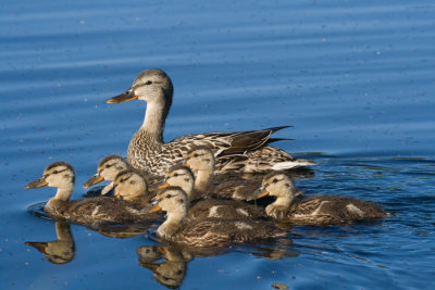 Mallard Family
