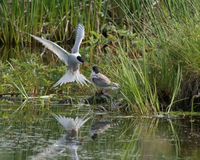 Arctic Tern feeding chick