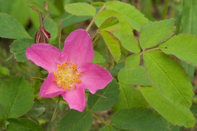 Wild Rose