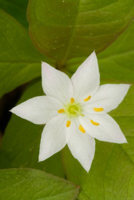 Starflower