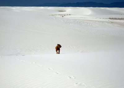 White Sands,N.M.