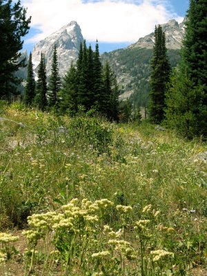 Hiking through the wildflowers