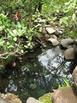 The hot springs, which really were quite hot!  Which was too bad because it was one of the few hot days in Boquete