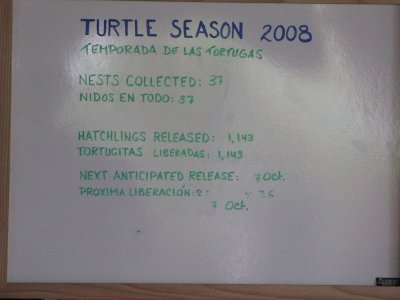 Turtle stats