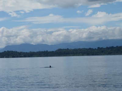 Dolphins!