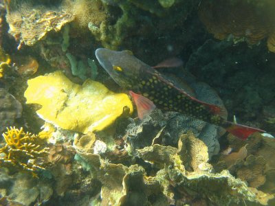 The visibility wasn't great, but the reefs and fish were beautiful