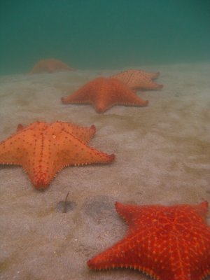 Starfish beach, with starfish everywhere!