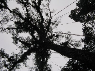 An amazing huge tree covered in epiphytes and vines