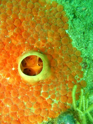 A very cool... coral?