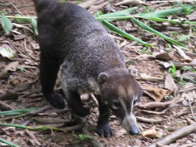 This one I know- a coati