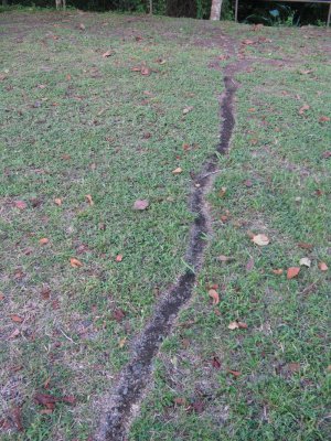 An ant track across the path
