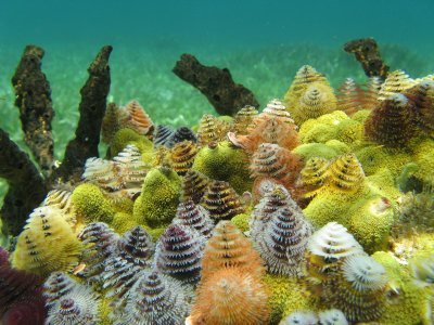 Like a garden on the ocean floor