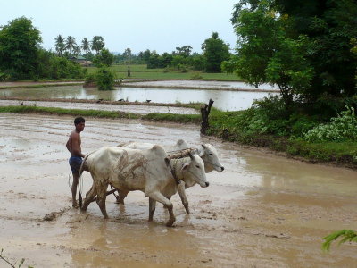 Traditional way of plowing the rice paddies