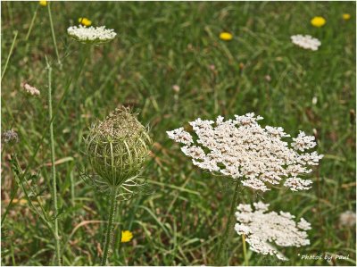 QUEEN ANNE'S LACE:   BEFORE - - - > AFTER