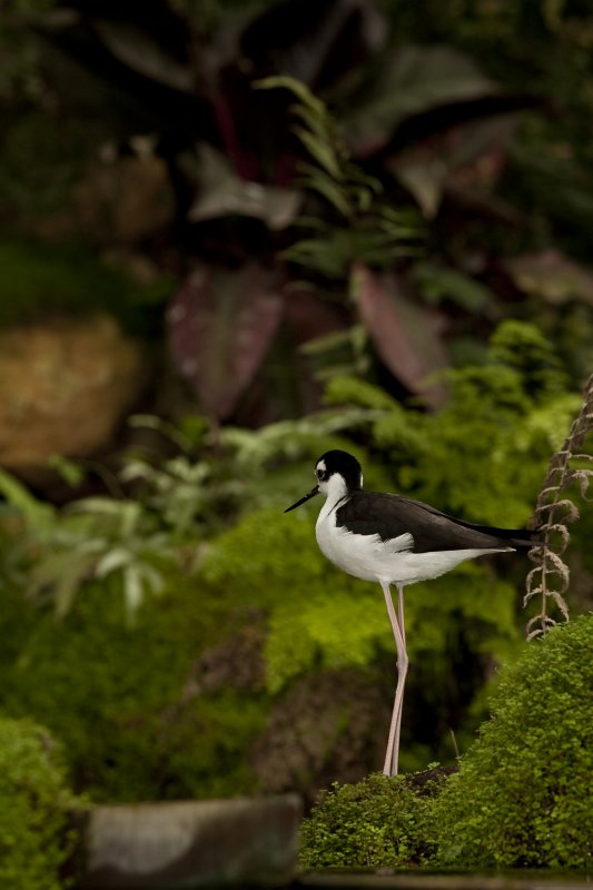 En van de vrij rondvliegende vogels