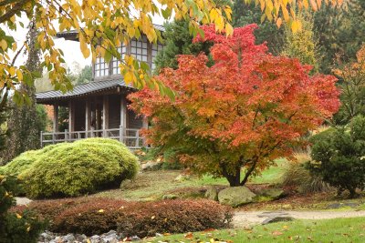 Japanse tuin met theehuis