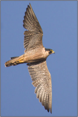 Peregrine Falcon
