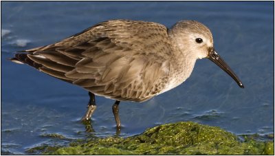 Least Sandpiper