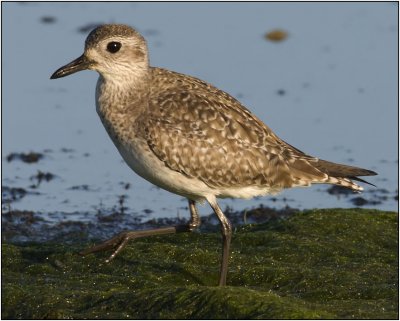 Black-bellied Plover