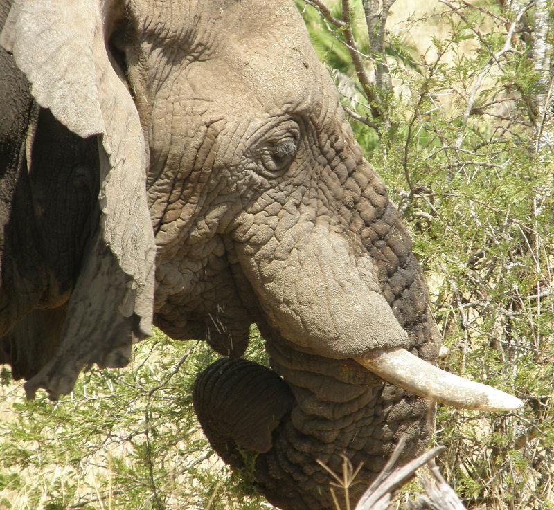 Elephants head