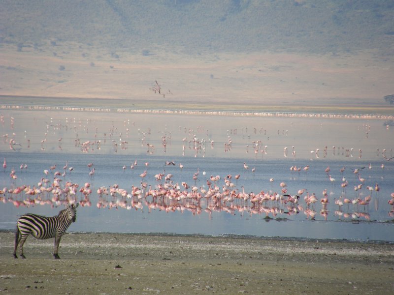 Ngorongoro Crater. TANZANIA