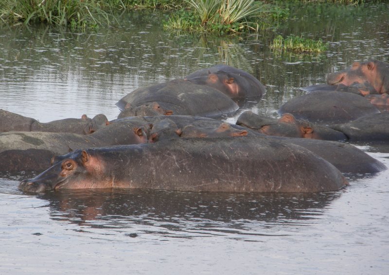 Hippos