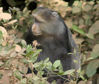 Colobus Monkey