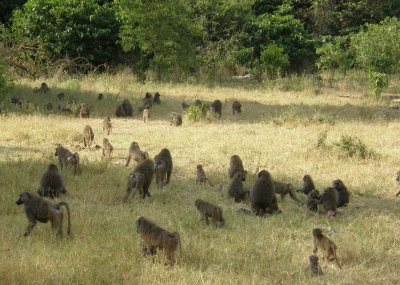 Baboons