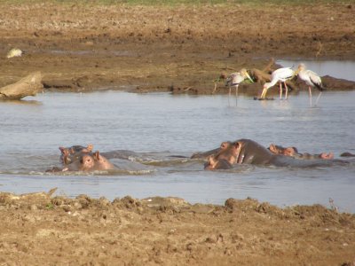 Hippos