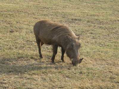 Warthog