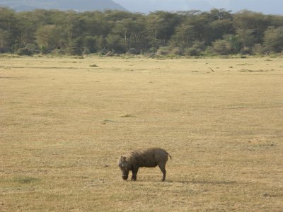 Warthog