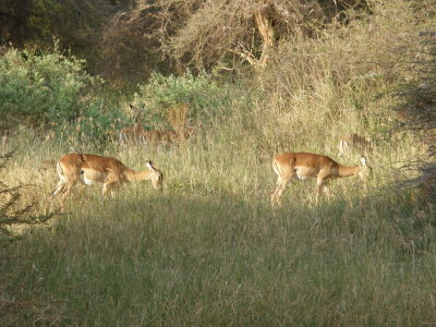 Grants Gazelles