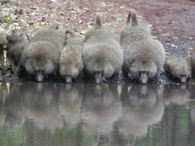 Thirsty baboons